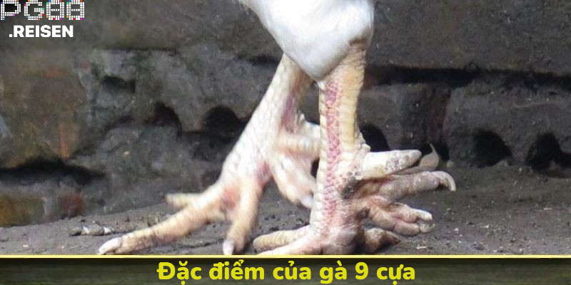 Đặc điểm nhận biết của gà 9 cựa