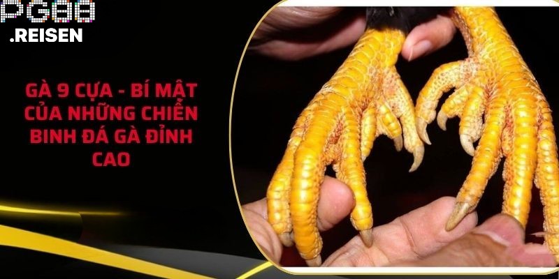 Ảnh đại diện gà 9 cựa