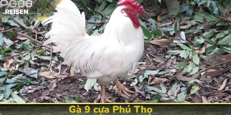 Gà 9 cựa Phú Thọ