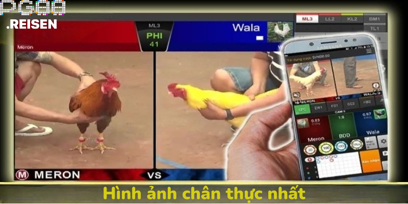 Xem đá gà trực tiếp với hình ảnh chân thực