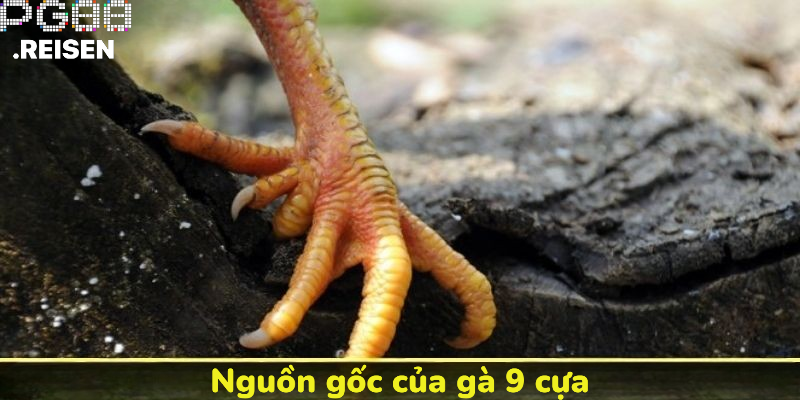 Nguồn gốc của gà 9 cựa