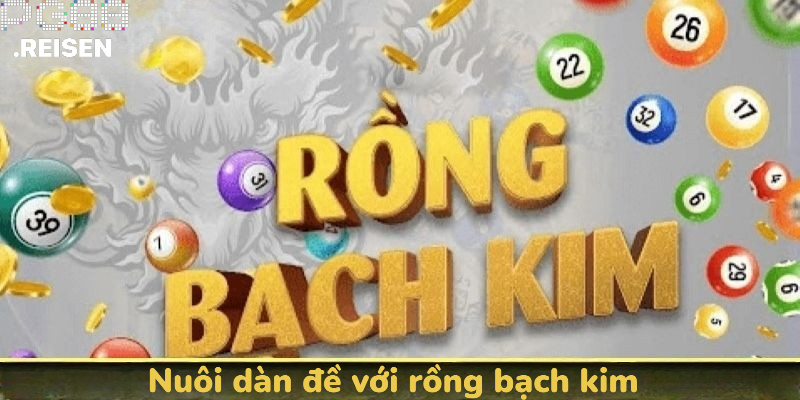 Nuôi dàn đề với Rồng Bạch Kim