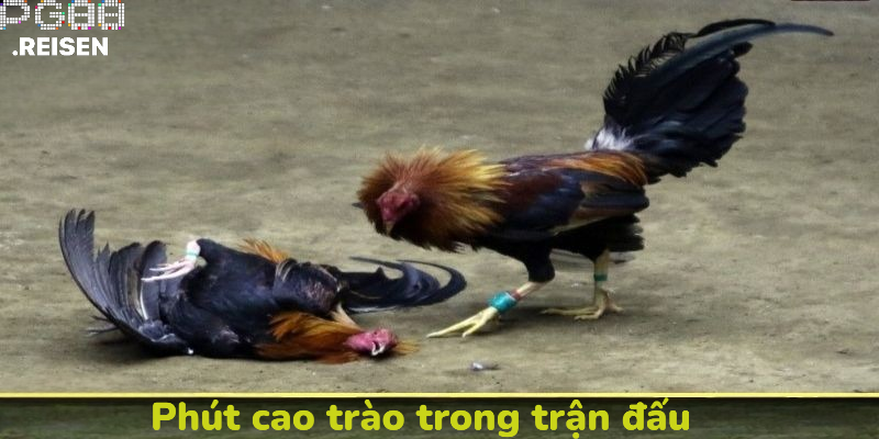 Phút cao trào trong trận đấu